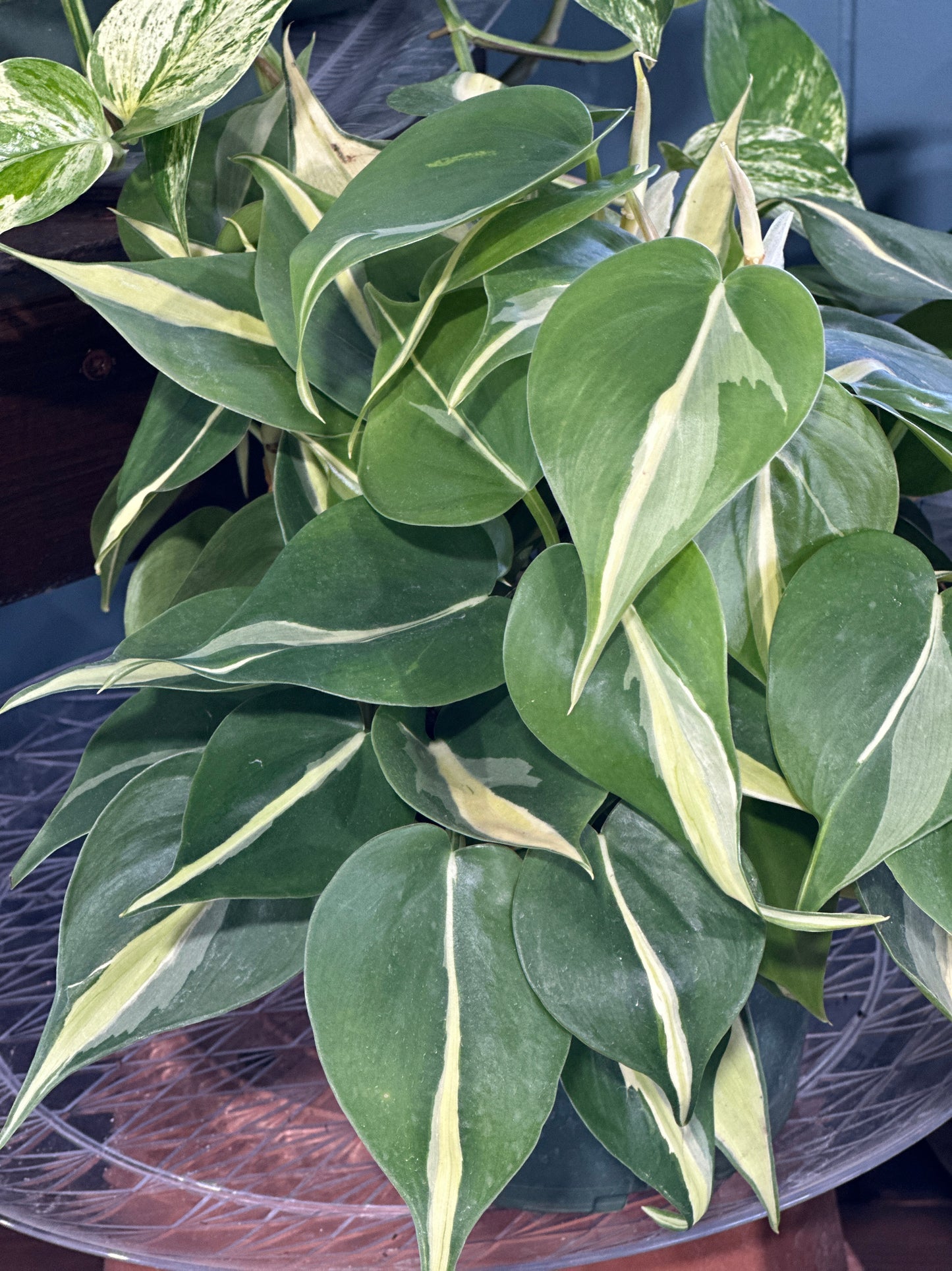 6'' Philodendron Rio