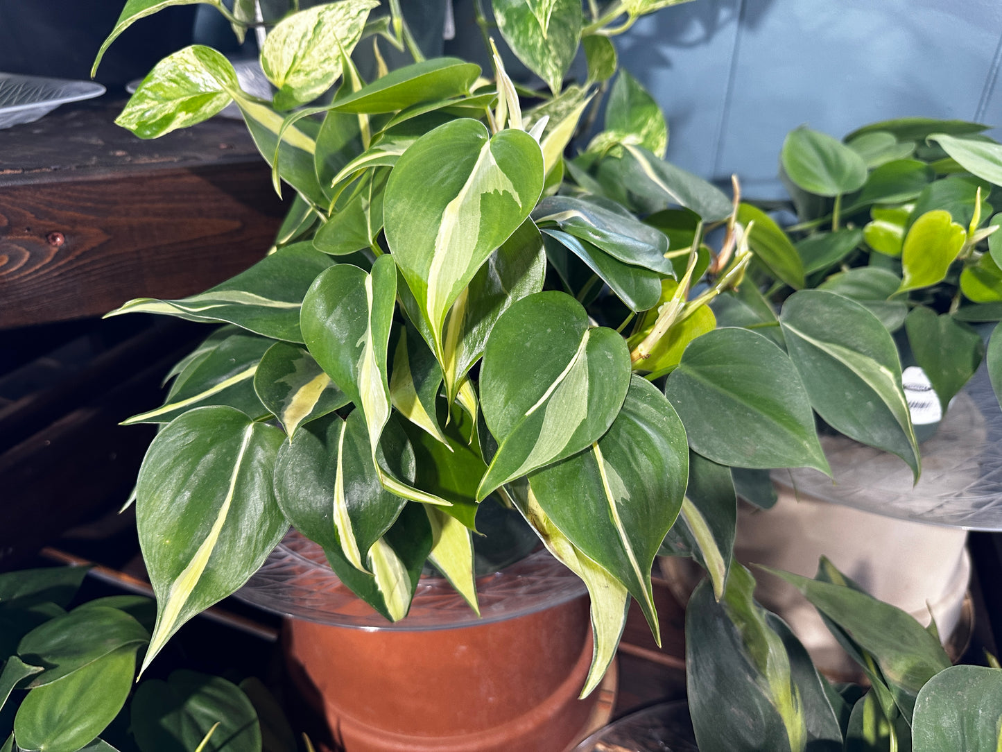 6'' Philodendron Rio