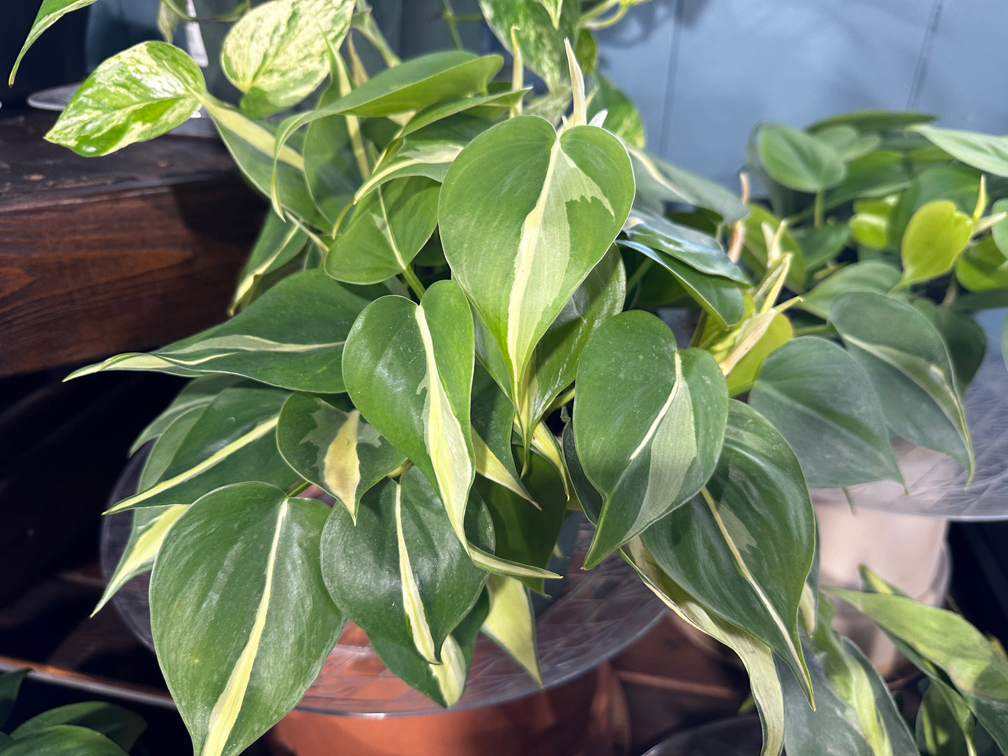 6'' Philodendron Rio