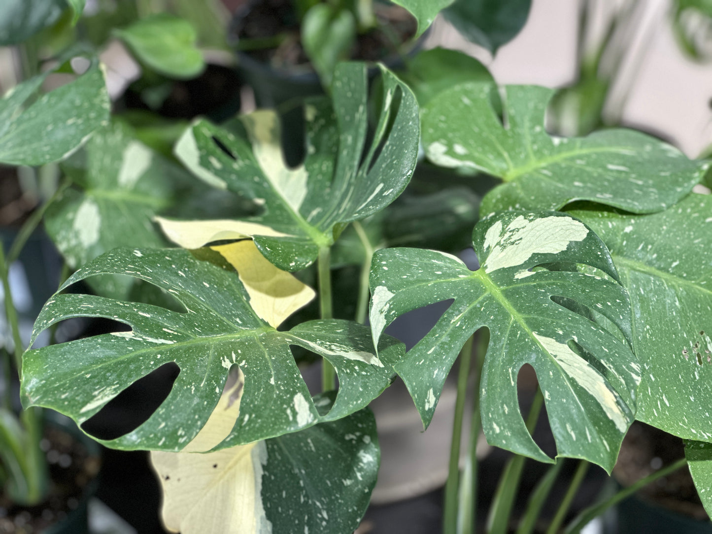 6'' Philodendron Rio