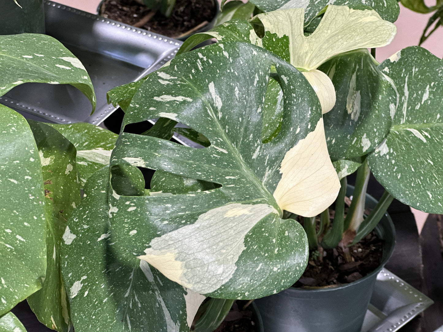 6'' Monstera Thai Const
