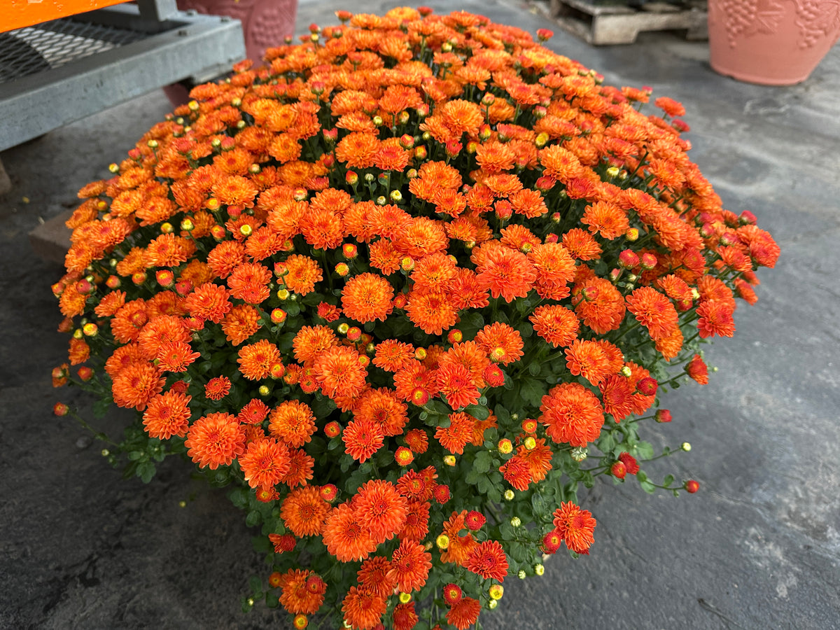 GARDEN MUMS GIGI ORANGE - 8" Pot