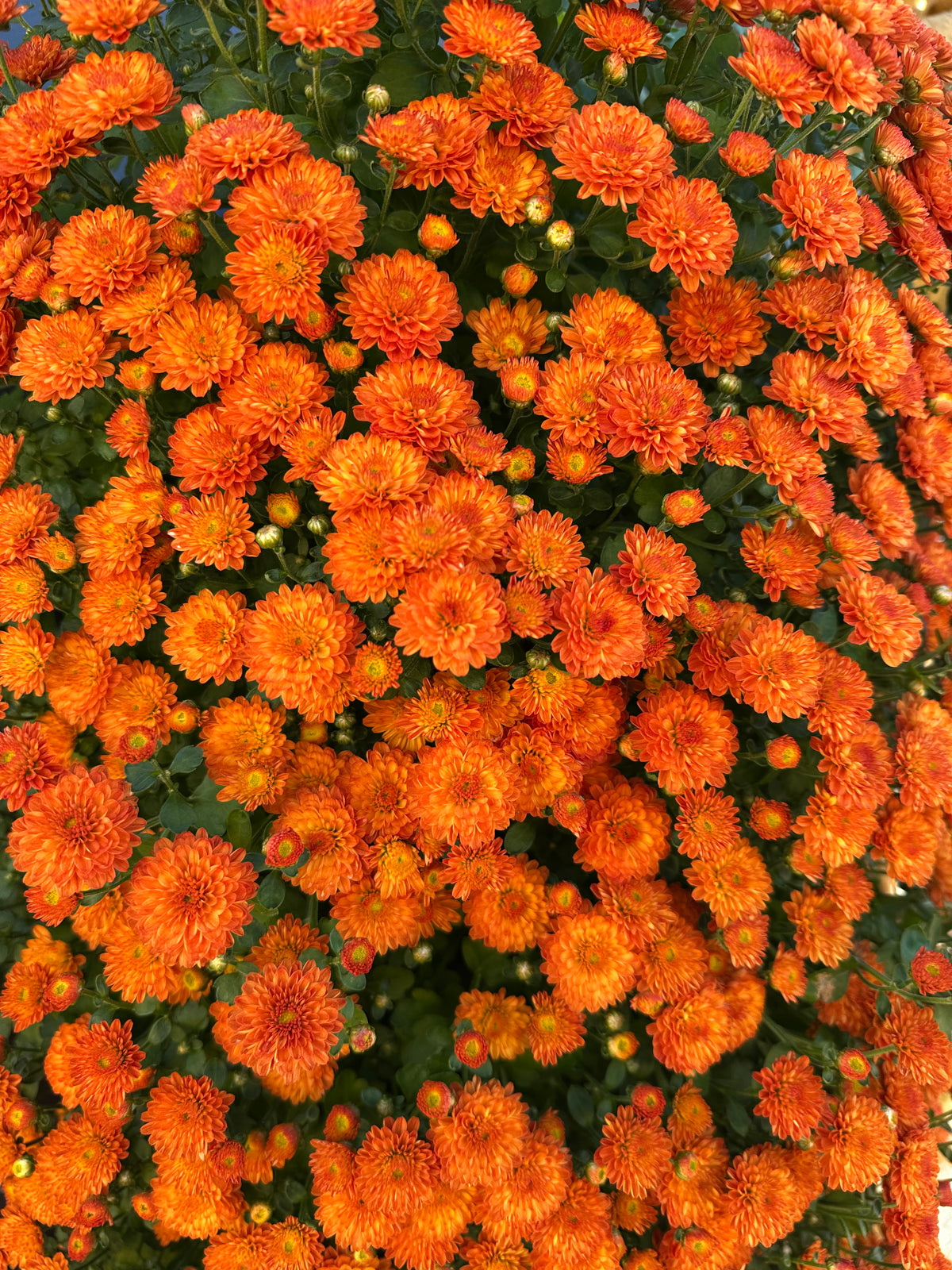 GARDEN MUMS GIGI ORANGE - 8" Pot