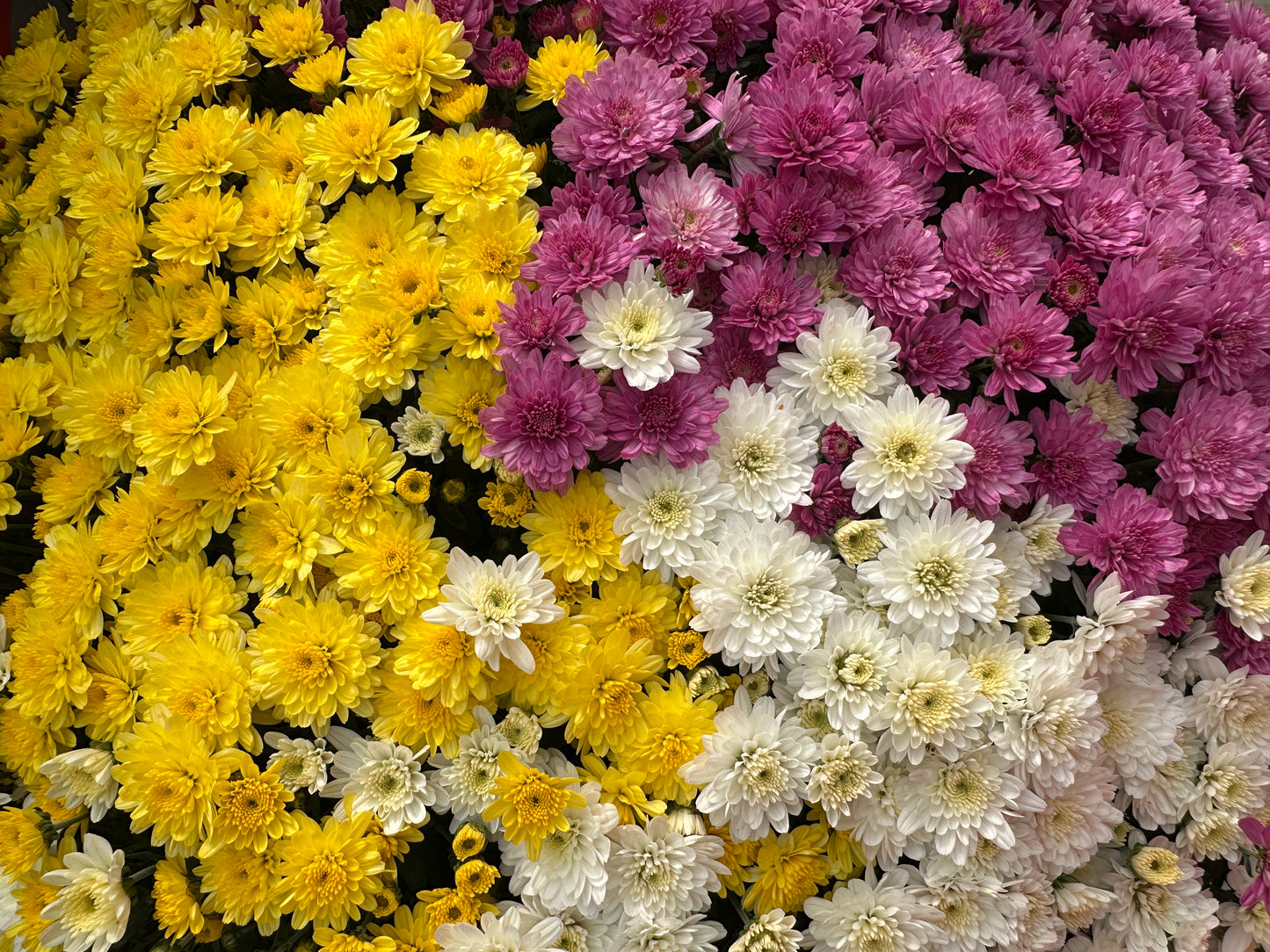 GARDEN MUMS COMBO GHOSTBUSTER