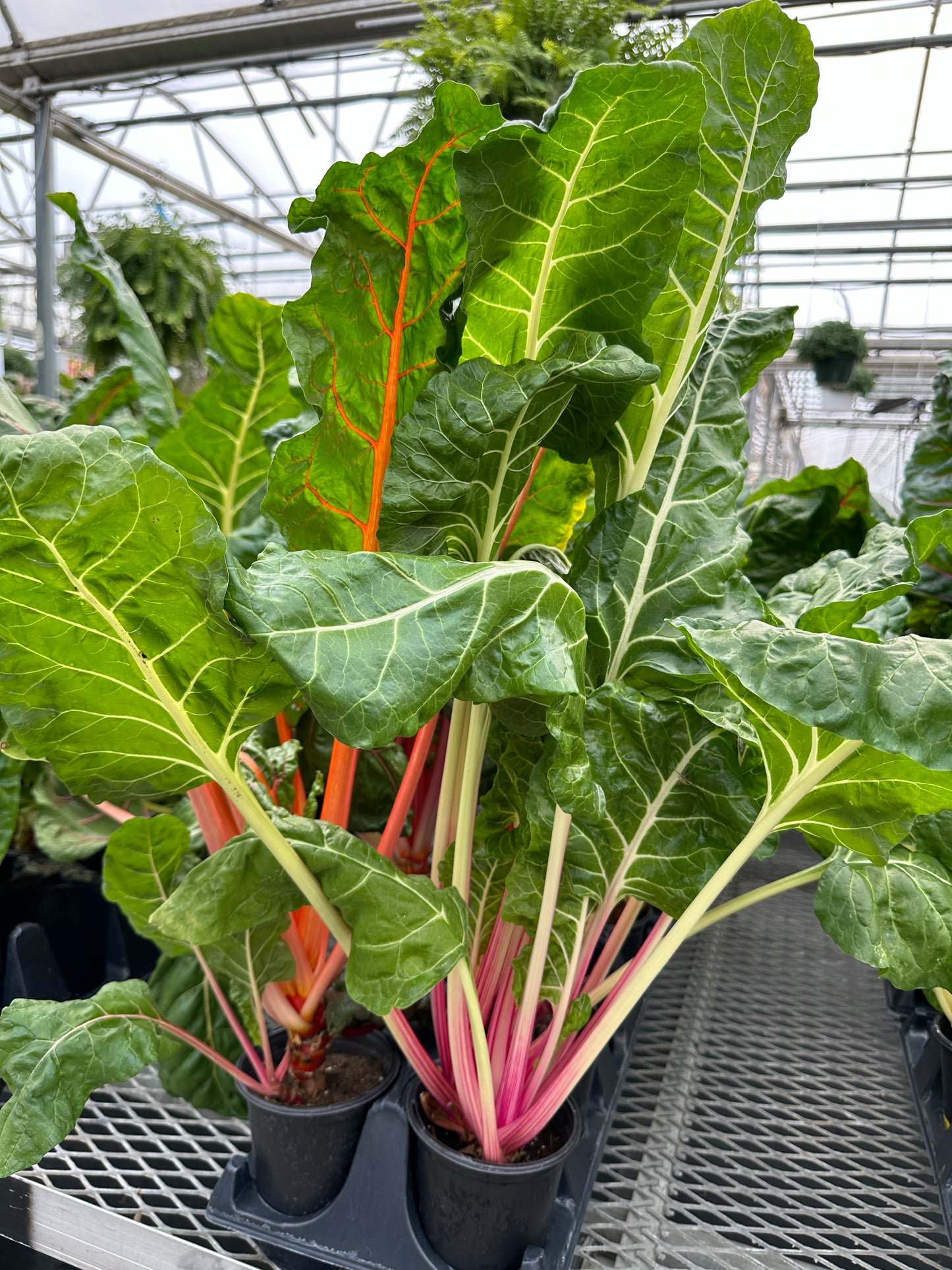 SWISS CHARD BRIGHT LIGHTS - QUART POT