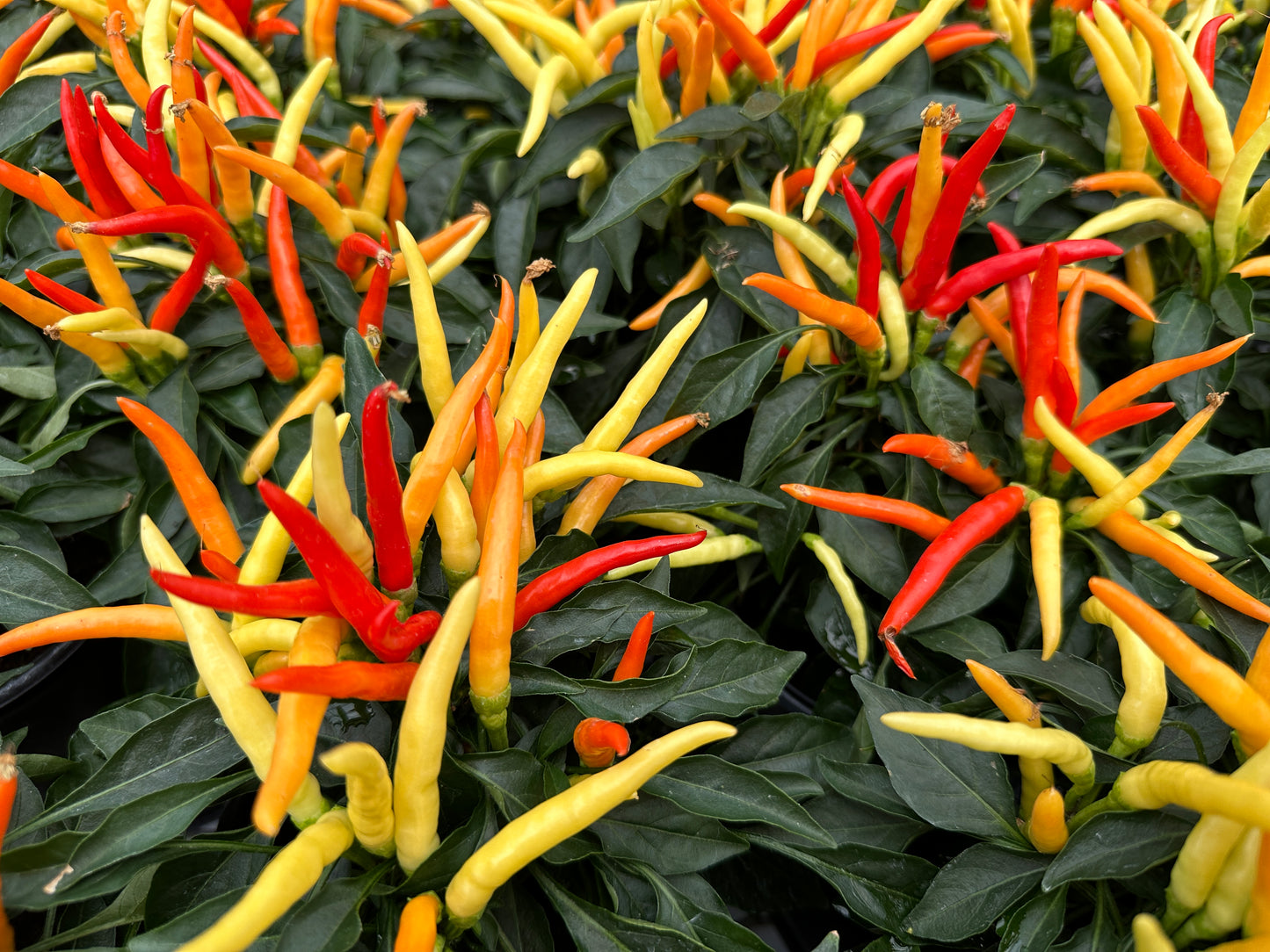 ORNAMENTAL PEPPER MEDUSA - QUART POT