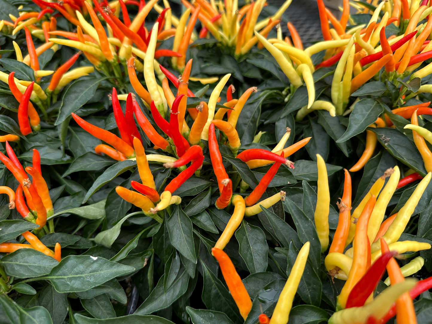 ORNAMENTAL PEPPER MEDUSA - QUART POT