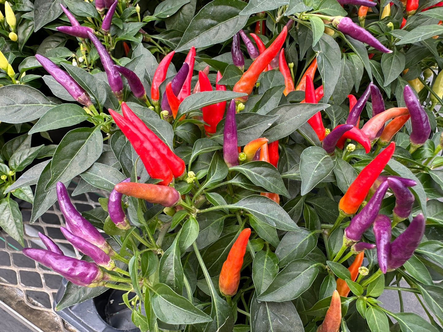 ORNAMENTAL PEPPER SANGRIA - QUART POT