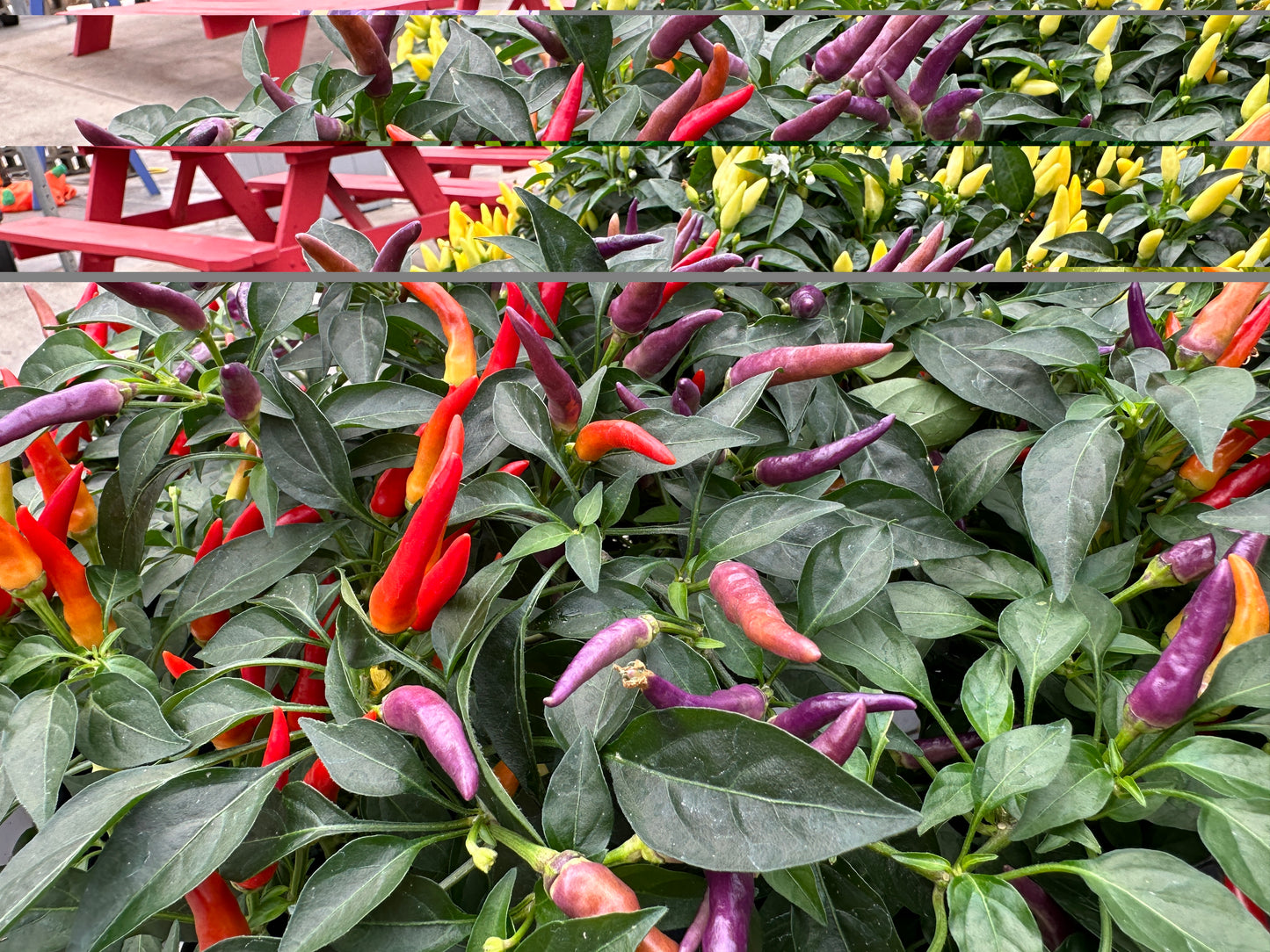 ORNAMENTAL PEPPER SANGRIA - QUART POT