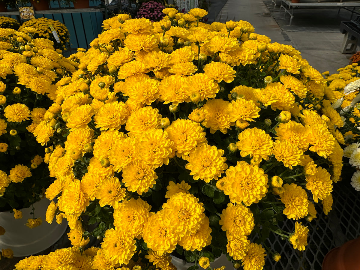 GARDEN MUMS GIGI YELLOW - 6.5" Pot