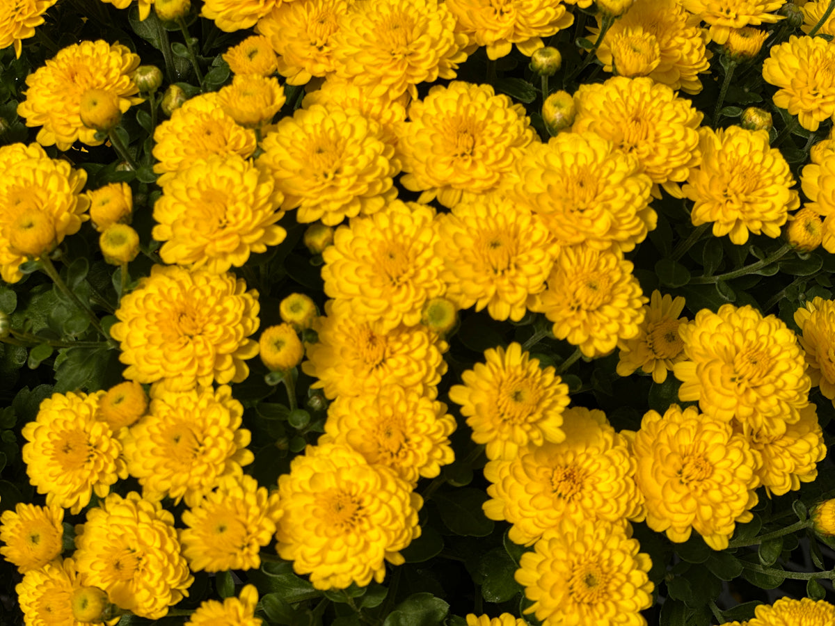 GARDEN MUMS GIGI YELLOW - 6.5" Pot