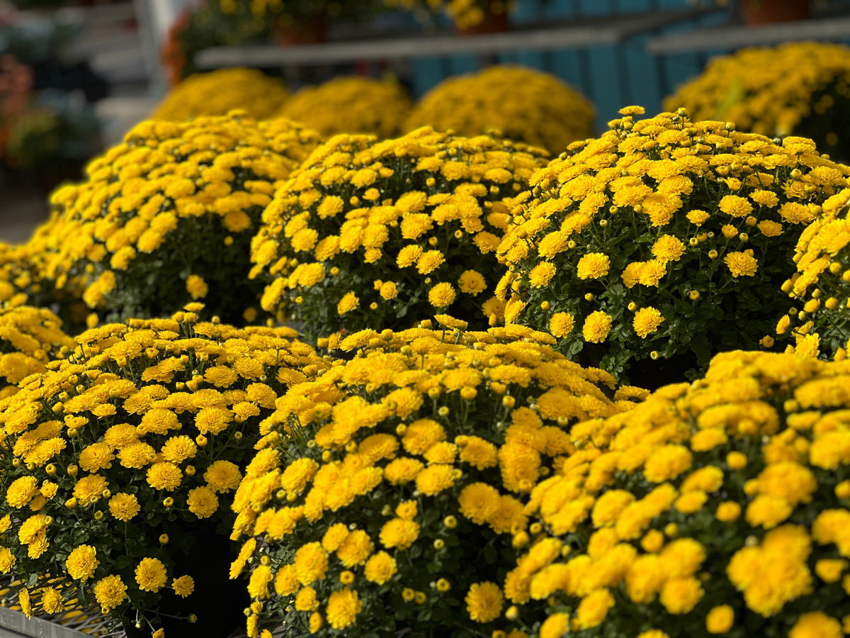 GARDEN MUMS GIGI YELLOW - 6.5" Pot