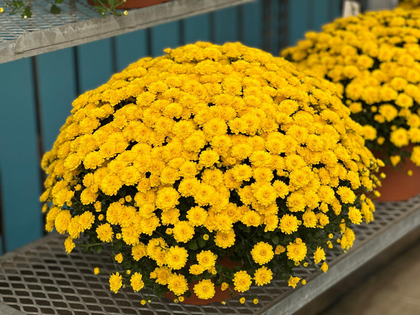 GARDEN MUMS GIGI YELLOW - 10" HANGING BASKET
