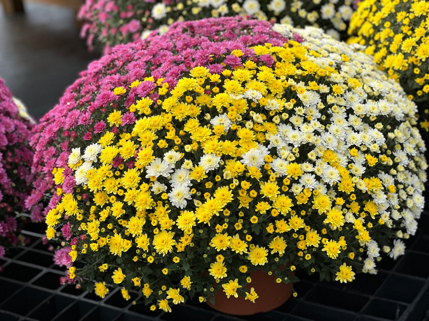GARDEN MUMS COMBO GHOSTBUSTER