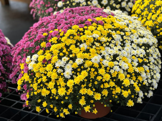 GARDEN MUMS COMBO GHOSTBUSTER