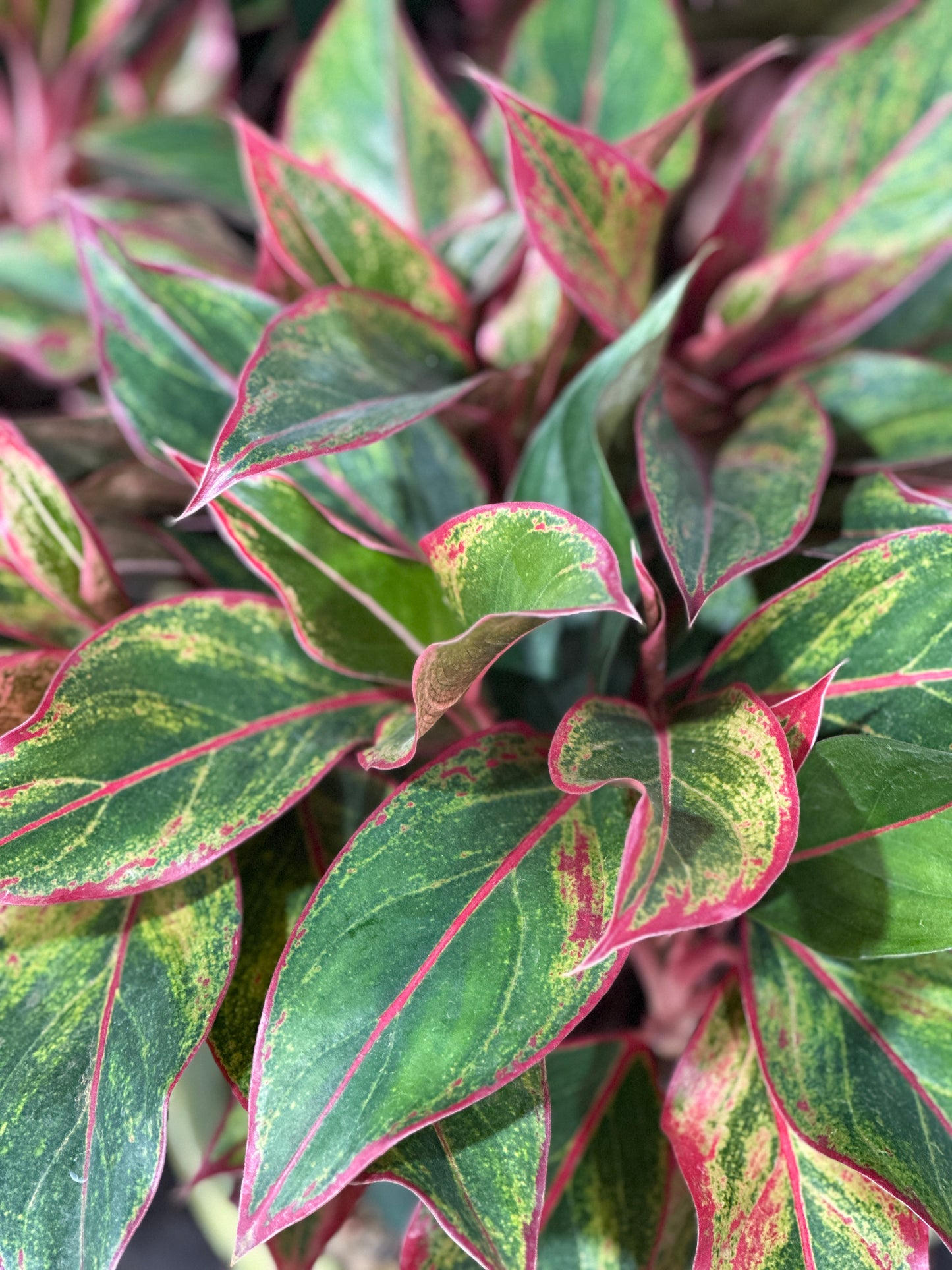 6'' Aglaonema Siam