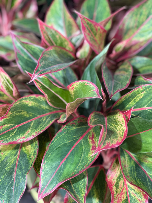 6'' Aglaonema Siam