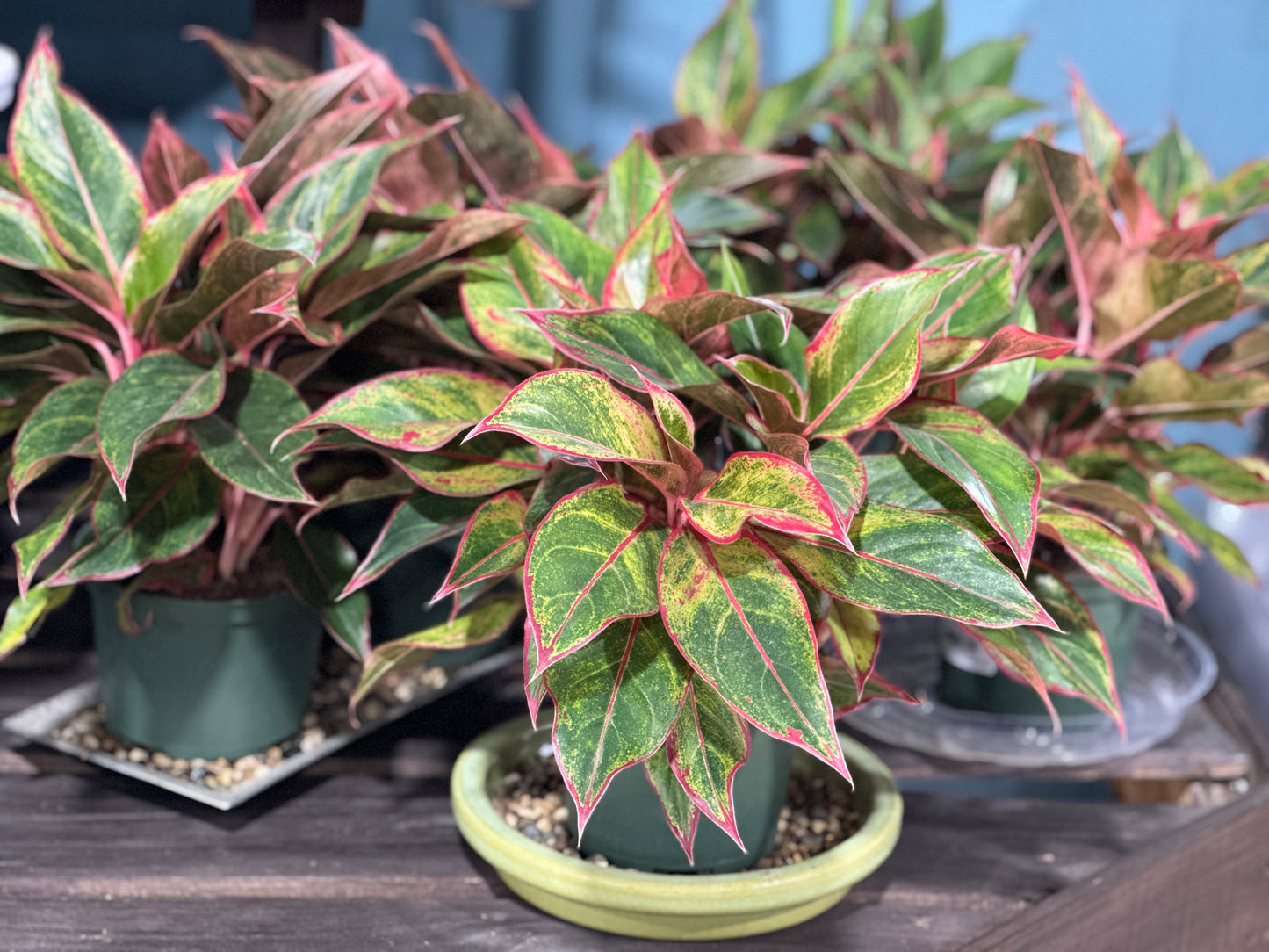 6'' Aglaonema Siam