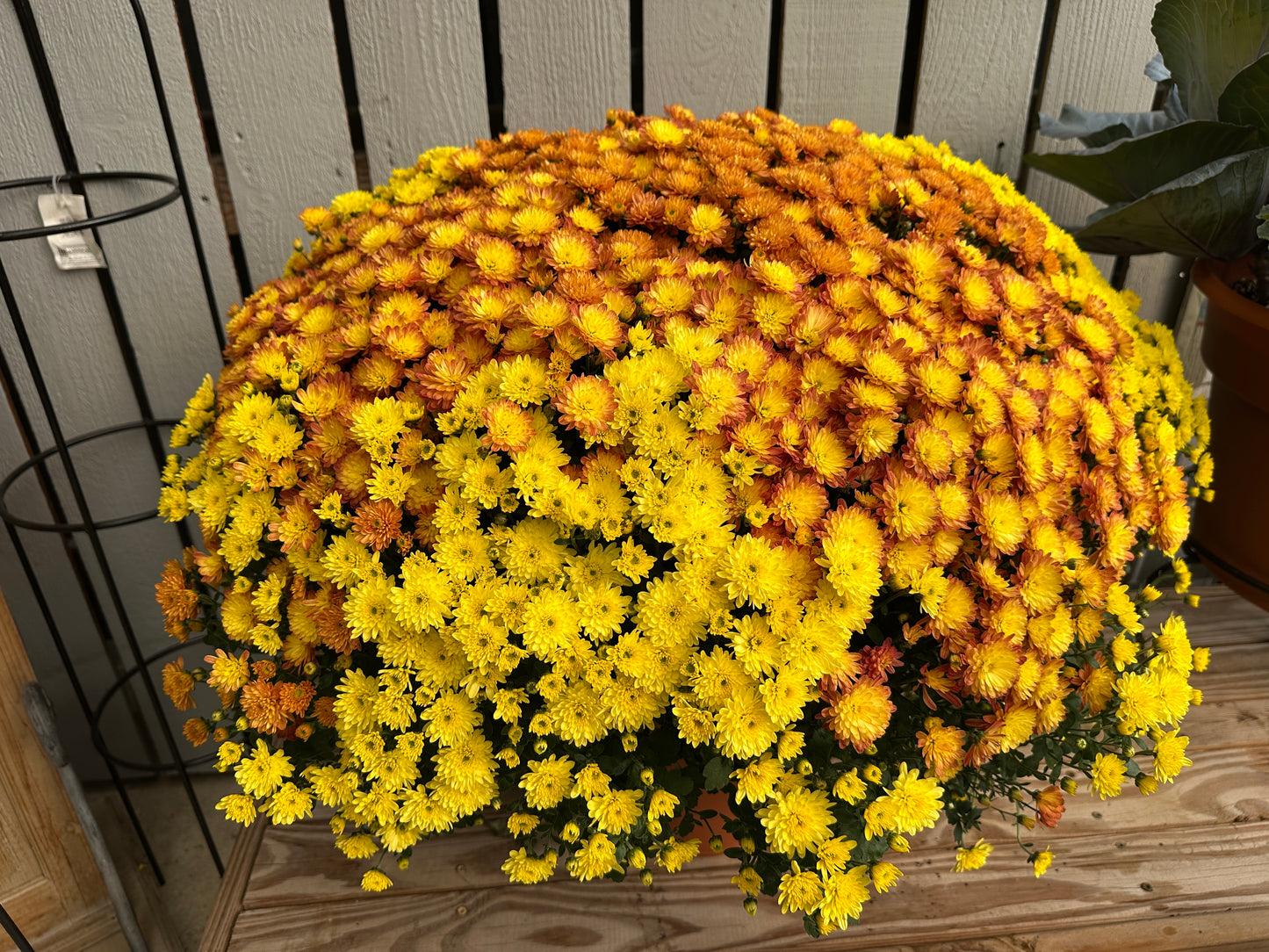 GARDEN MUMS COMBO AUTUMN LEAVES - 10" Pot