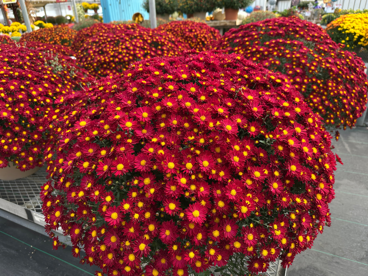 GARDEN MUMS BONNIE RED - 10" Pot