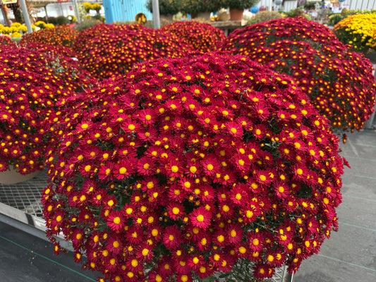 GARDEN MUMS BONNIE RED - 10" Pot