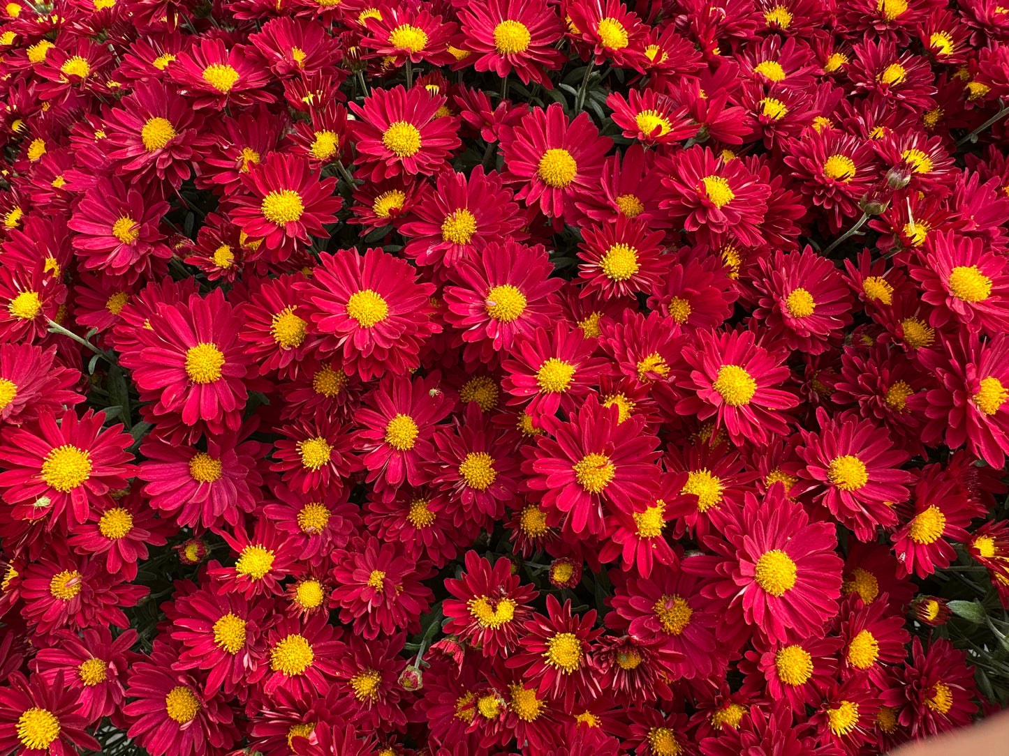 GARDEN MUMS BONNIE RED - 10" Pot