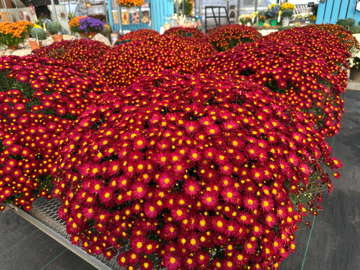 GARDEN MUMS BONNIE RED - 10" Pot