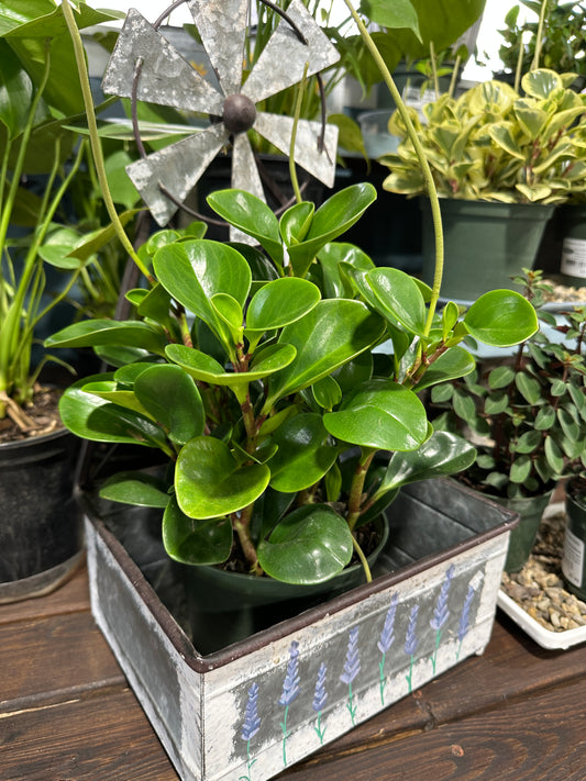 6'' Peperomia Green obtusifolia