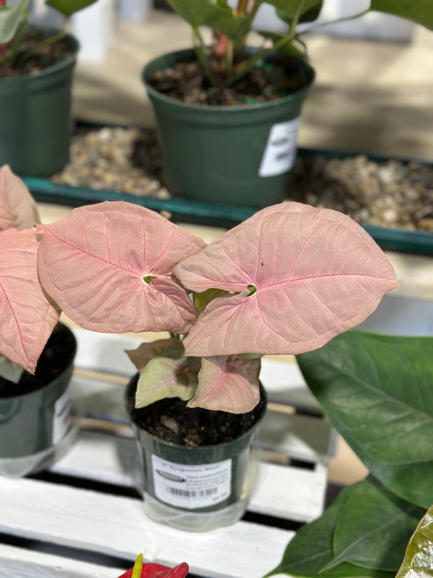 4'' Syngonium Neon