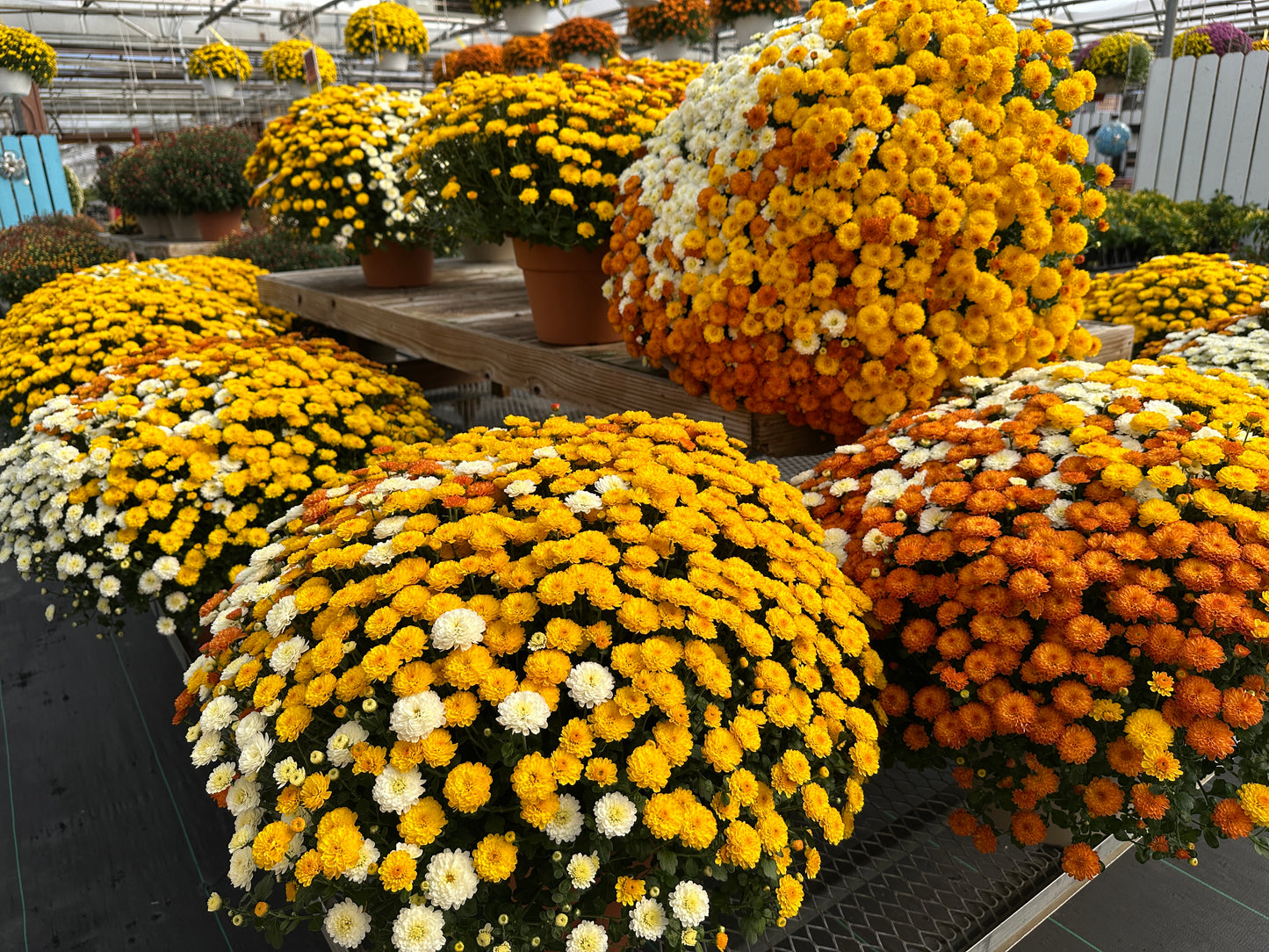 GARDEN MUMS COMBO CANDY CORN - 10" Pot