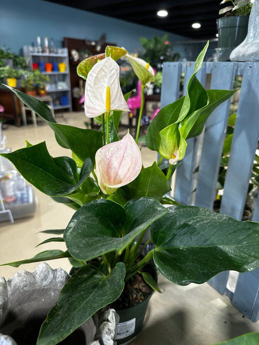 6'' Anthurium Perito Pearl