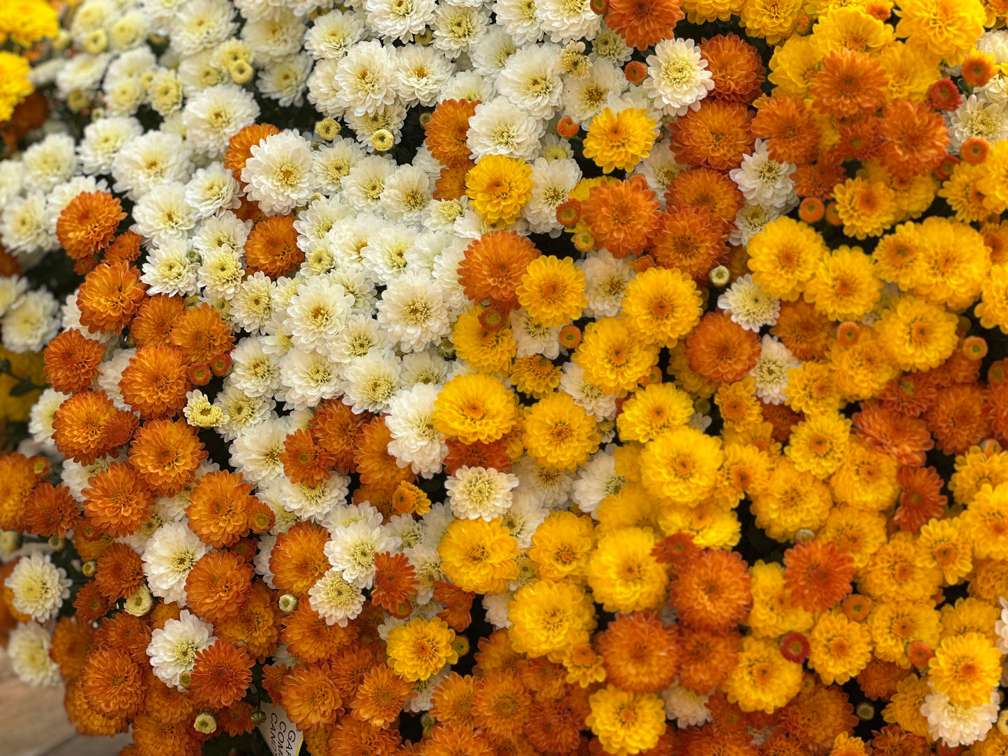 GARDEN MUMS COMBO CANDY CORN - 12" HANGING BASKET