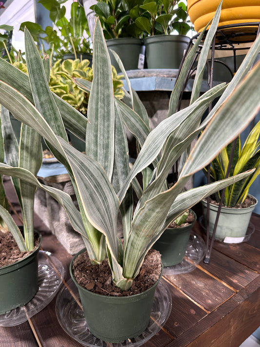 6'' Sansevieria Sayuri