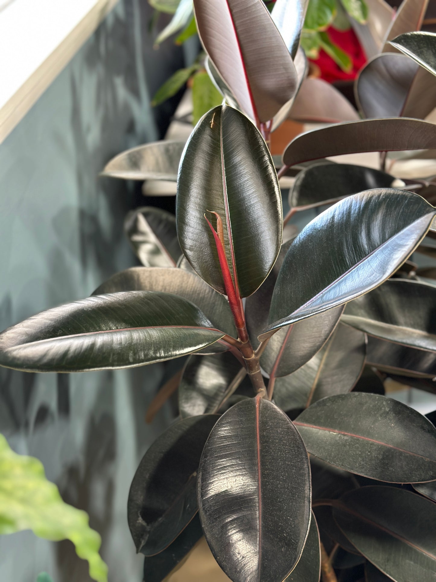 14'' Ficus Burgundy