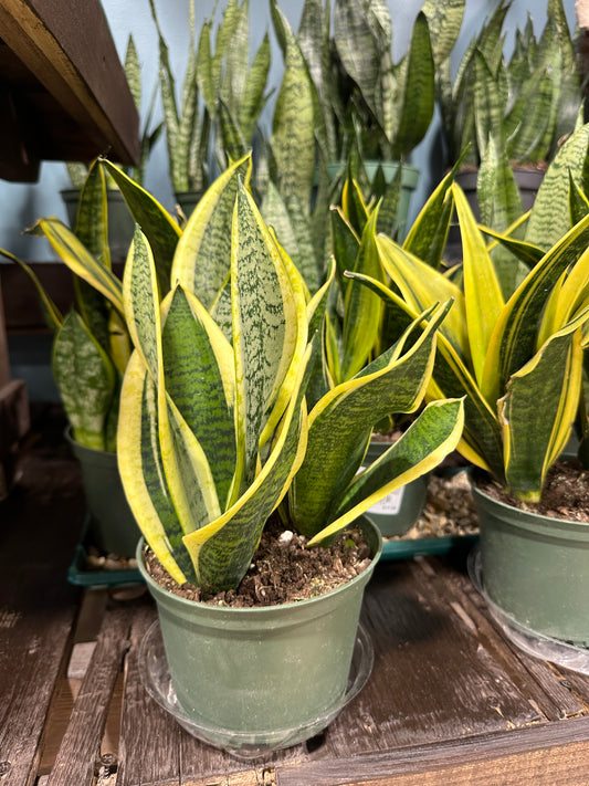 6'' Sansevieria Laurentii Superba