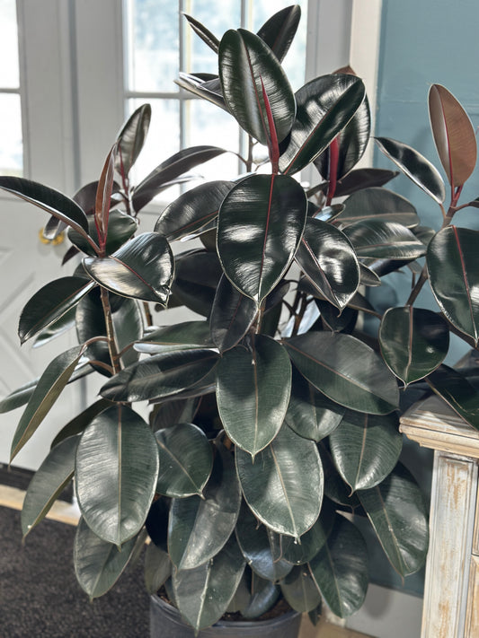 14'' Ficus Burgundy