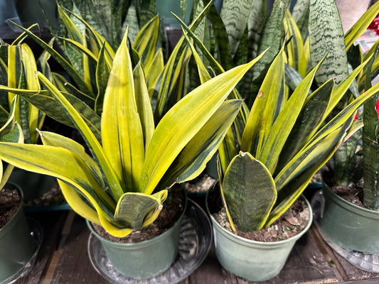 6'' Sansevieria Gold Flame