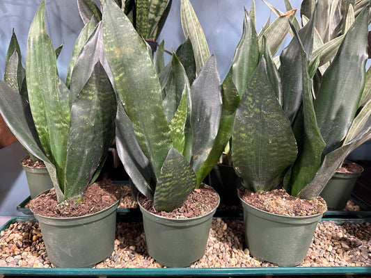 6'' Sansevieria Black Dragon