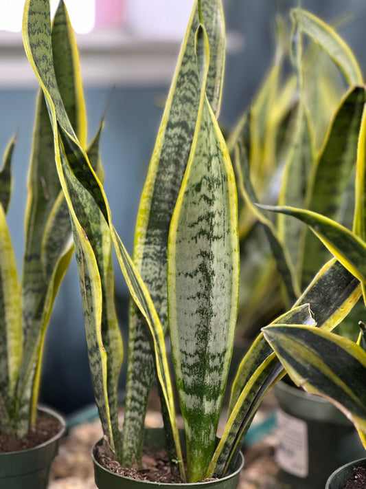 4'' Sansevieria Laurentii