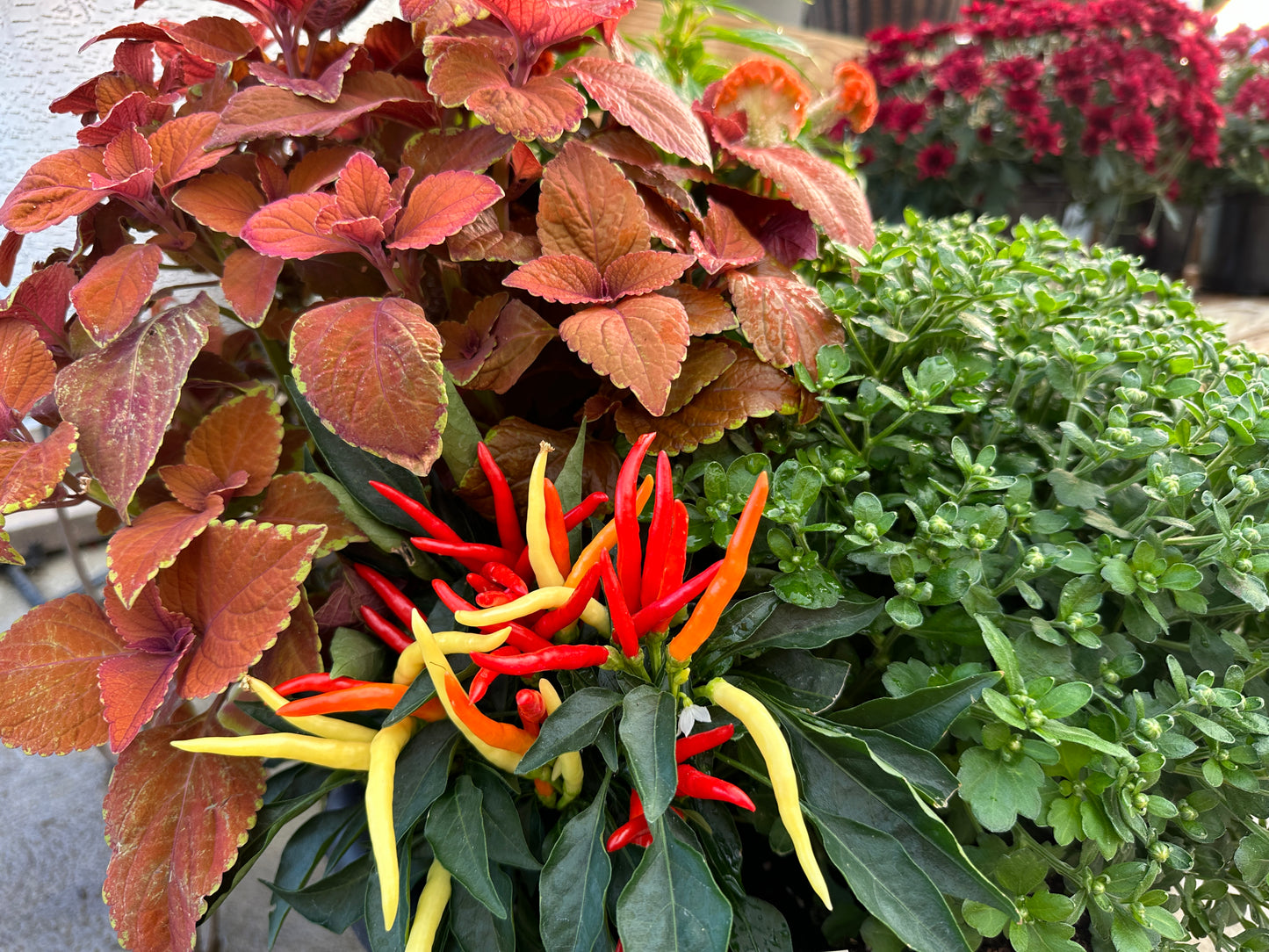 ORNAMENTAL PEPPER MEDUSA - QUART POT