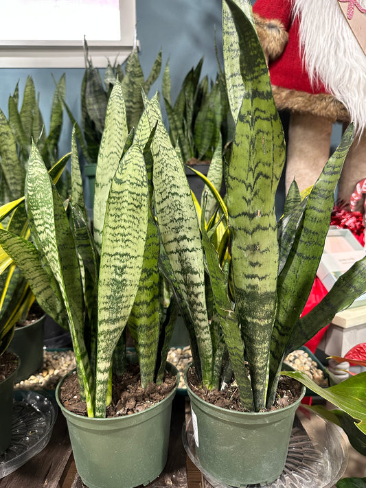 6'' Sansevieria Zeylanica