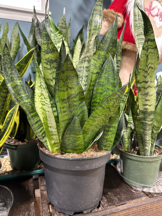 8'' Sansevieria Zeylanica Superba