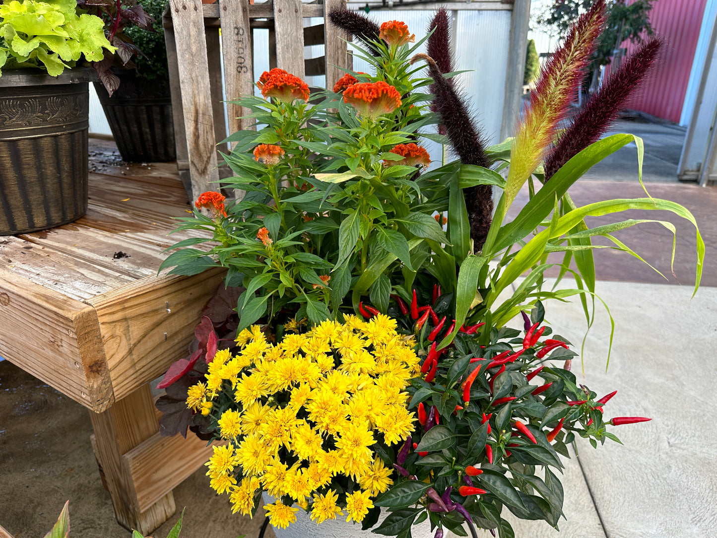 ORNAMENTAL PEPPER SANGRIA - QUART POT