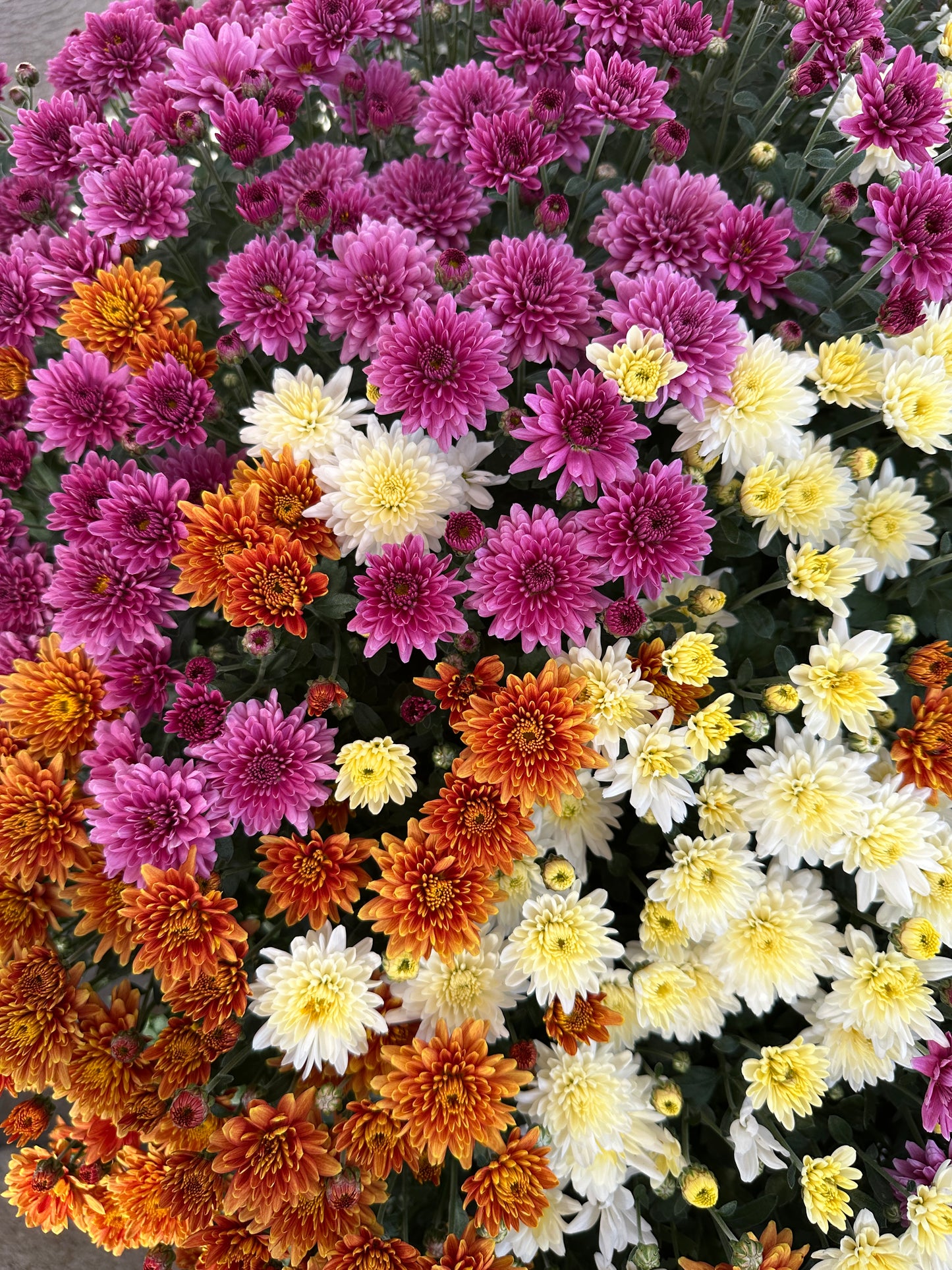 GARDEN MUMS COMBO MOONDANCE - 12" Pot