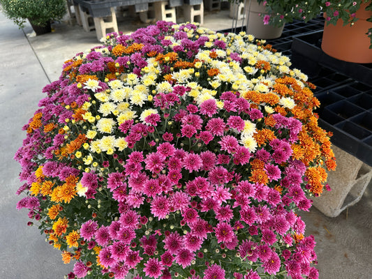 GARDEN MUMS COMBO MOONDANCE - 10" Pot