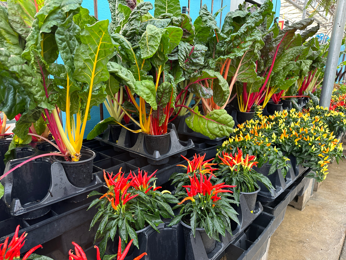 SWISS CHARD BRIGHT LIGHTS - QUART POT