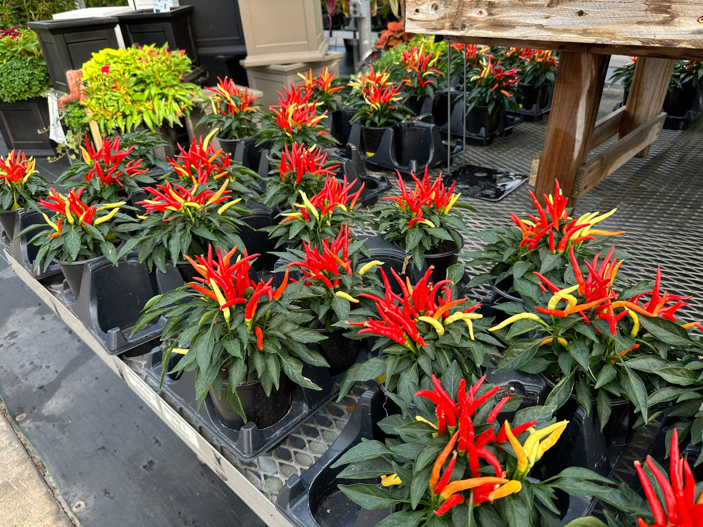 ORNAMENTAL PEPPER MEDUSA - QUART POT