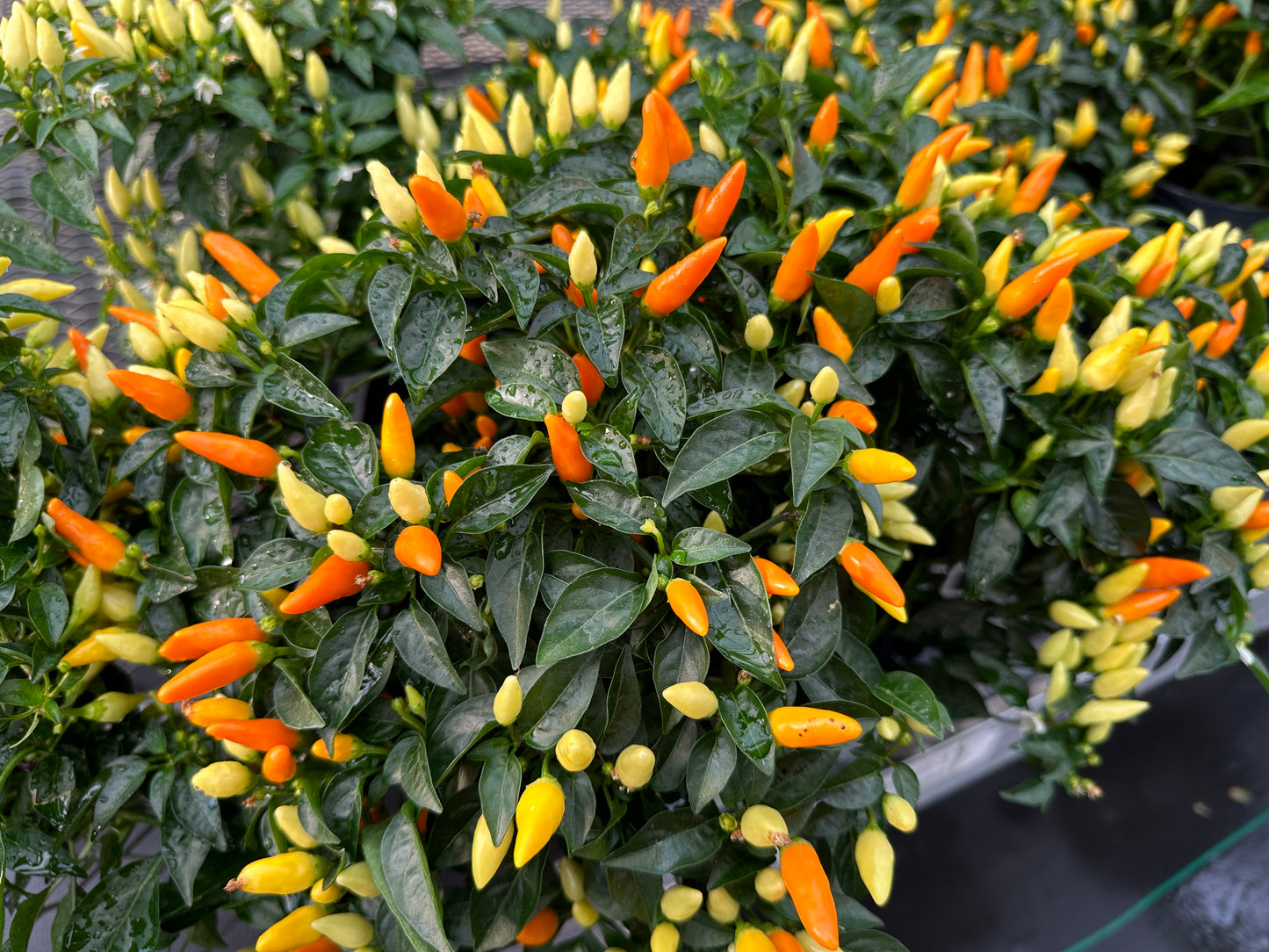 ORNAMENTAL PEPPER SEDONA SUN - QUART POT