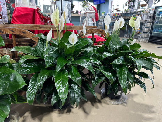 8'' Anthurium White Heart