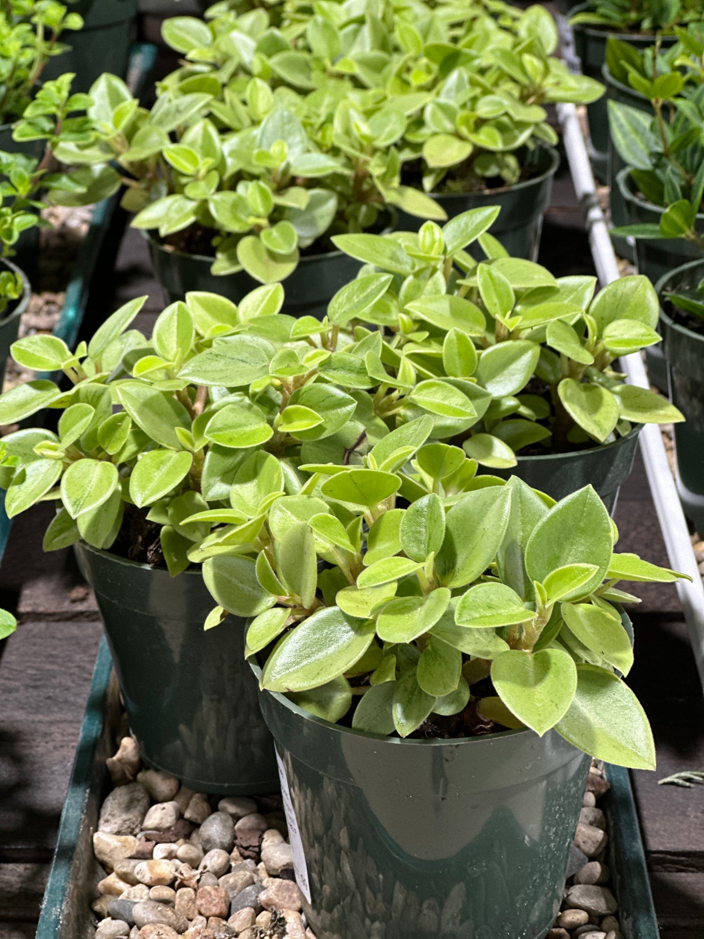 4'' Peperomia Pixie Lime